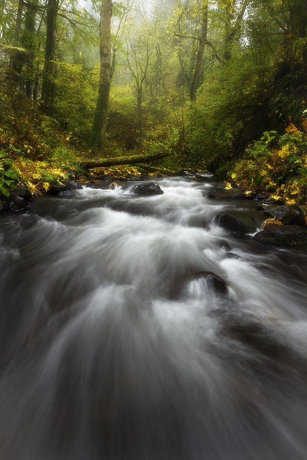 Nature Photograph - Autumn Rush by Darren White