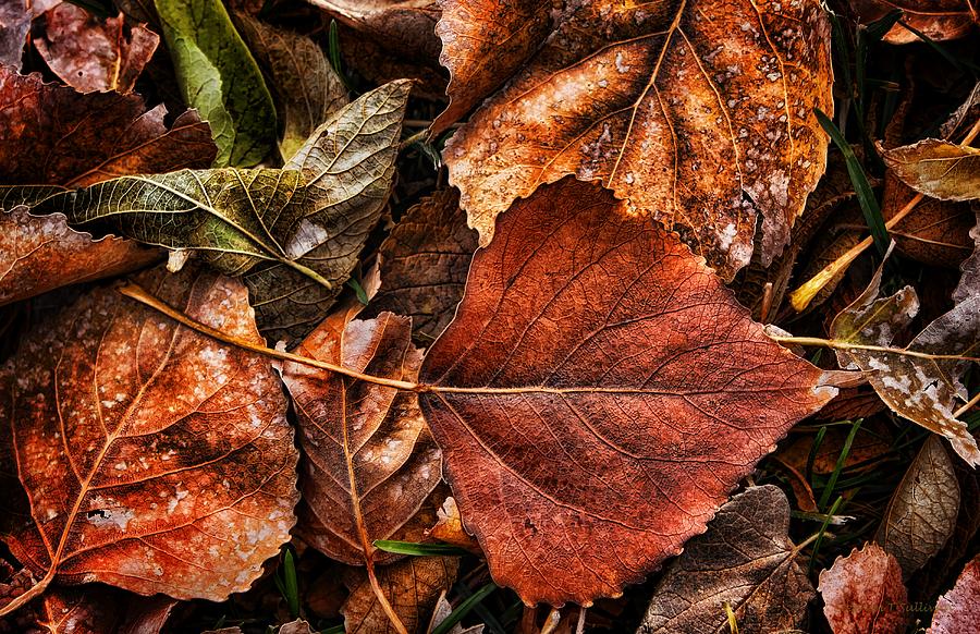 Autumn Rust Photograph by Steve Sullivan