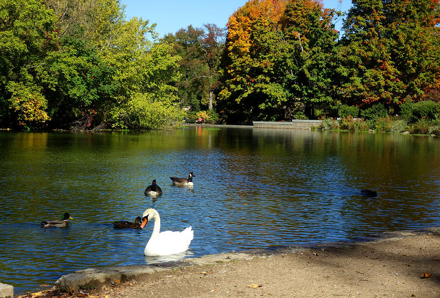 Autumn scene swan on the lake in Prospect Park Photograph by Diane Lent