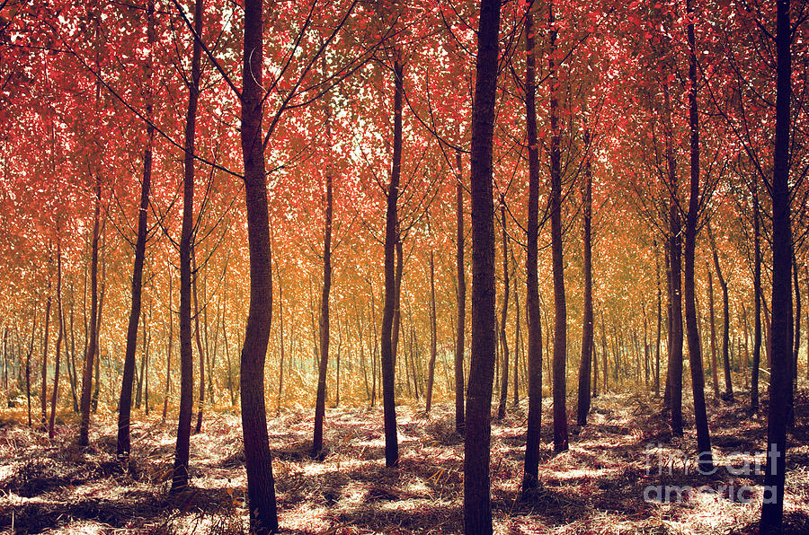 Autumn Scenic Photograph by Carlos Caetano