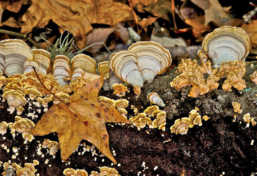 Autumn Seashell Fungi_0861 Photograph by Michael Peychich