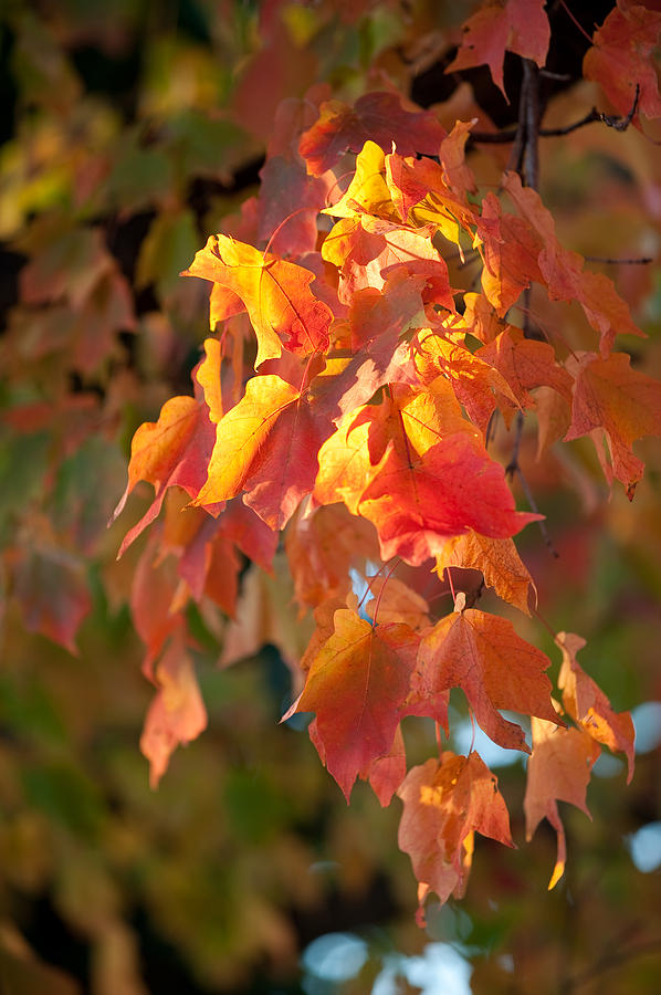 Autumn Photograph by Sebastian Musial