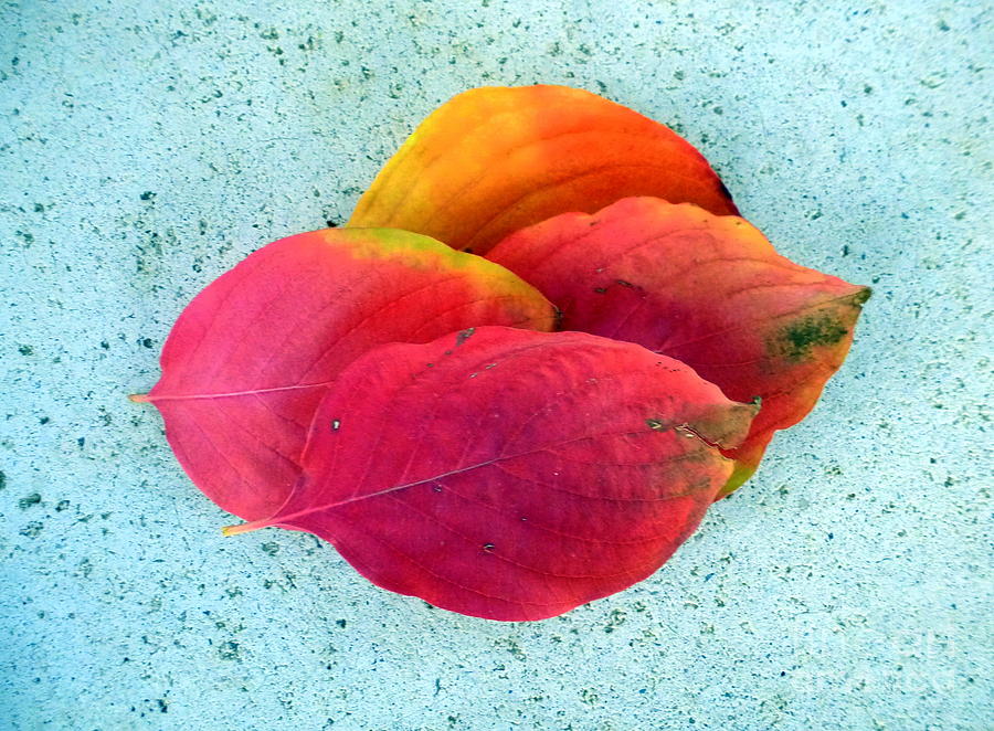 Autumn Sedona Leaves Photograph by Marlene Besso