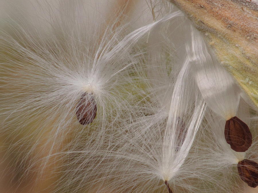 Nature Photograph - Autumn Seeds by Alfred Ng