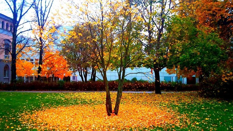 Fall Photograph - Autumn series 1.1 by Derya  Aktas