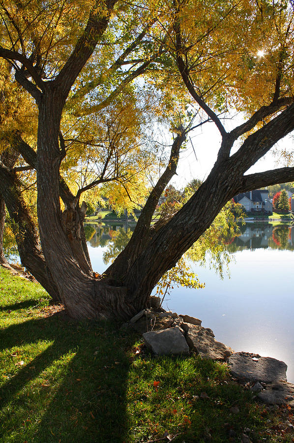 Tree Photograph - Autumn Shadows by Ellen Tully