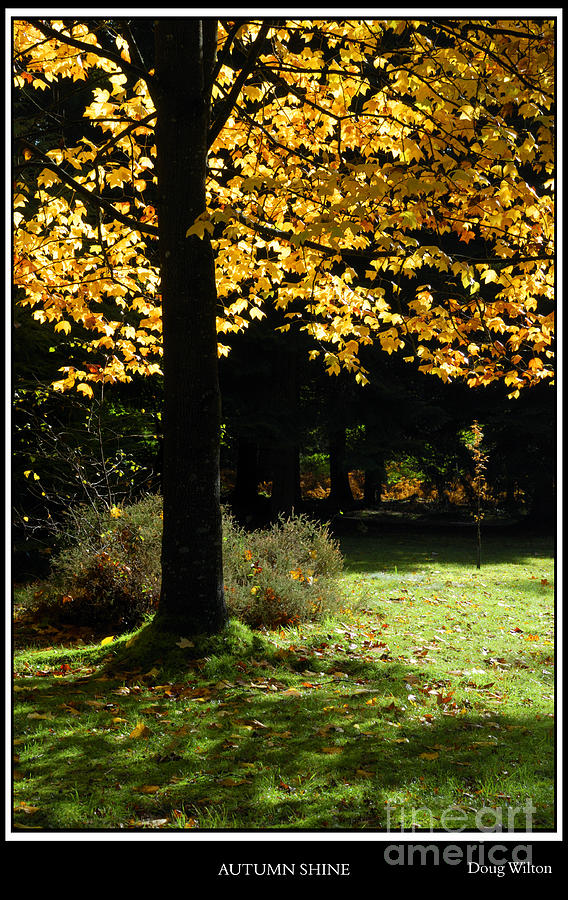 Autumn Shine Photograph by Doug Wilton