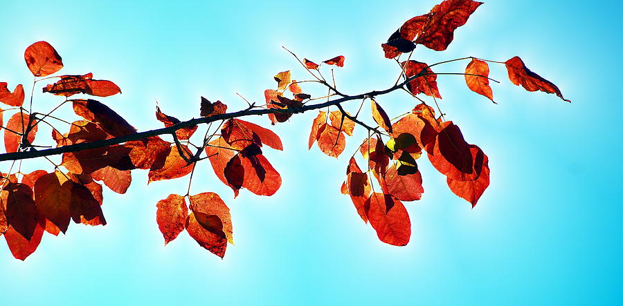 Autumn Shining Through Photograph by Karen Ray - Fine Art America