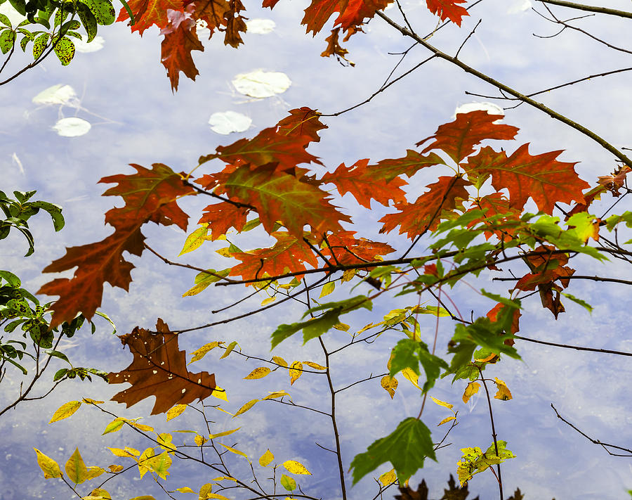 Fall Photograph - Autumn Shore by Harry H Hicklin