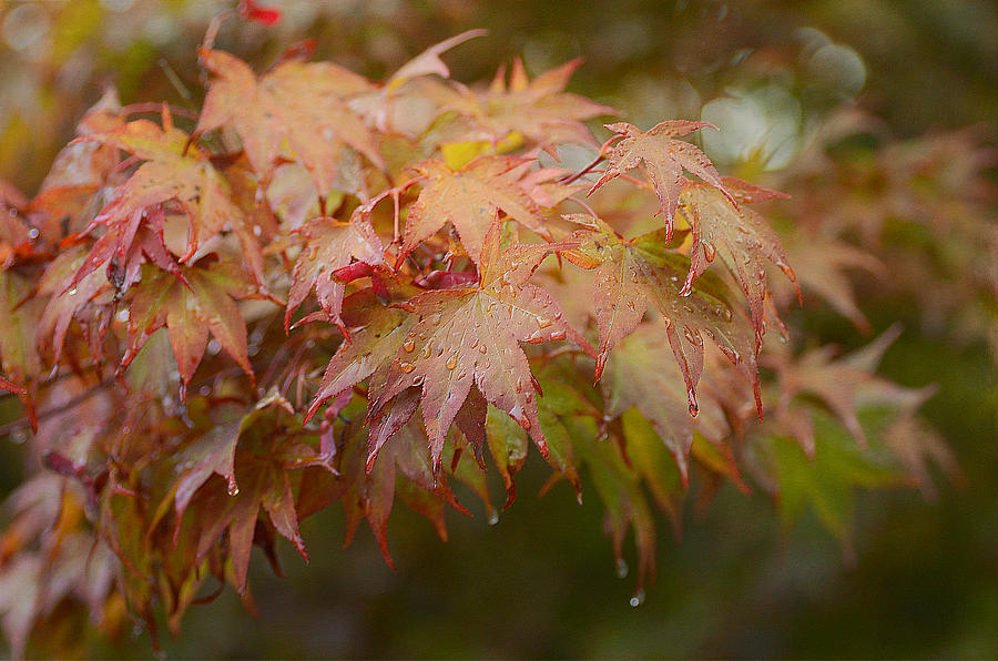Autumn Showers 4 Photograph by Fraida Gutovich
