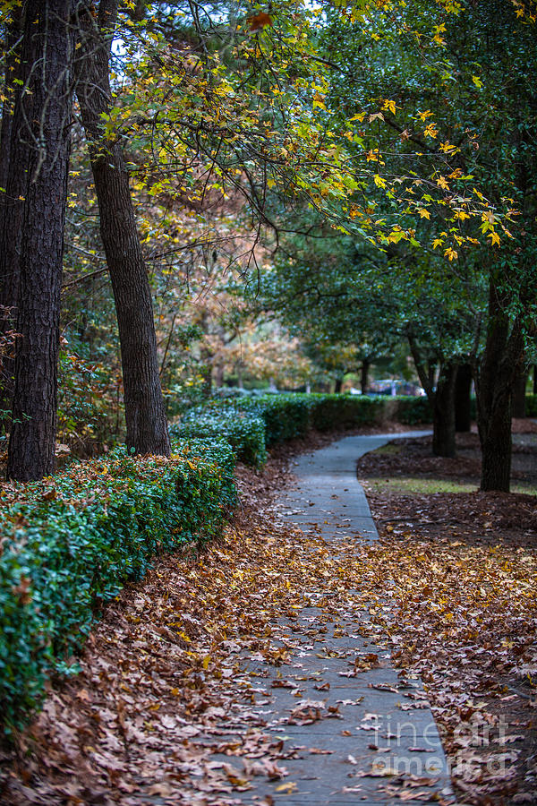 Autumn Side Walk Photograph