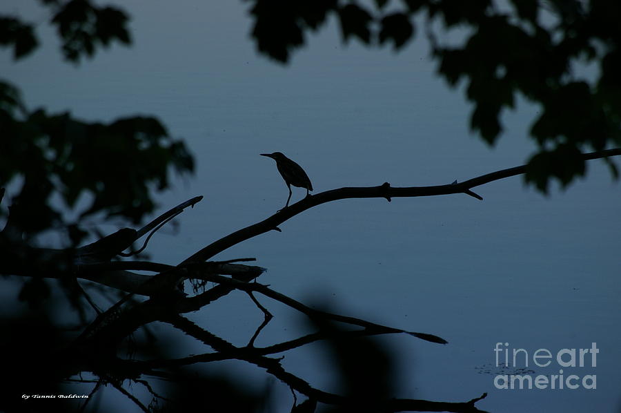 Nature Photograph - Autumn Silhouette  by Tannis  Baldwin