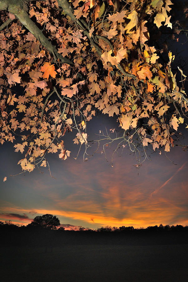 Autumn Sky and Leaves 1 Photograph by George Taylor