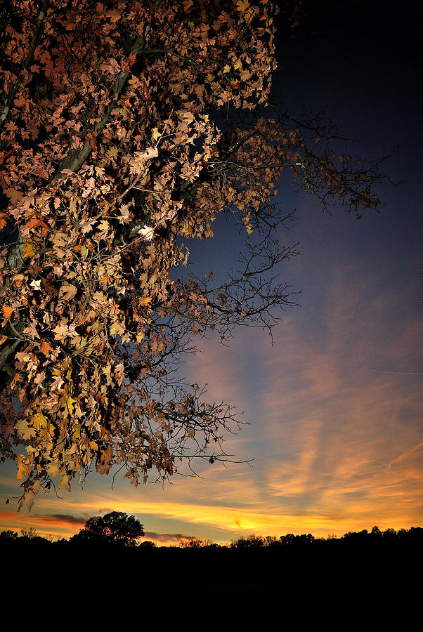 Autumn Sky and Leaves 2 Photograph by George Taylor