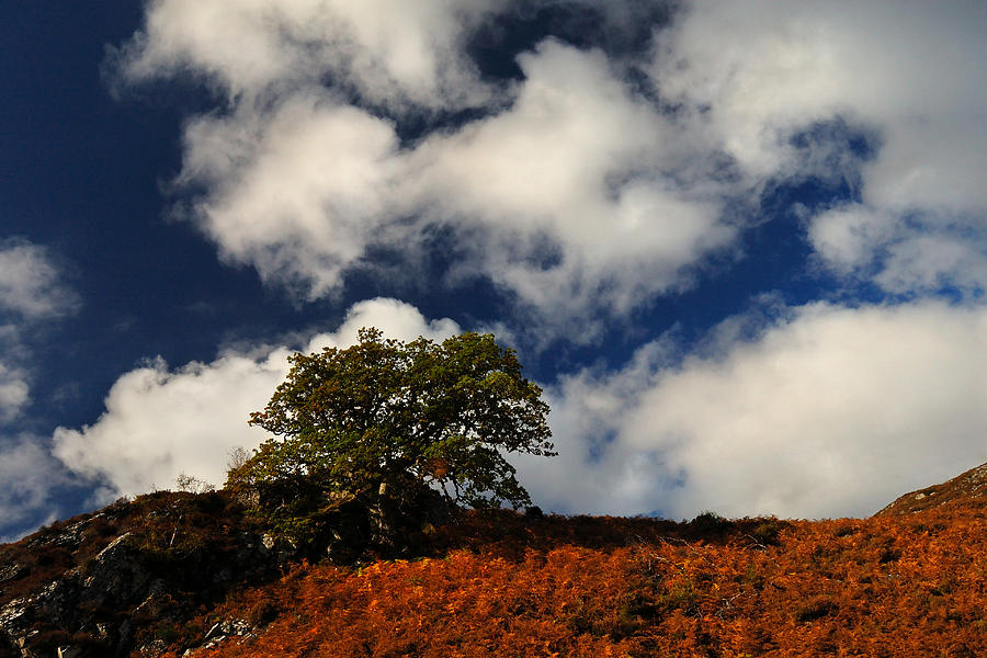 Autumn skyline Photograph by Gavin Macrae
