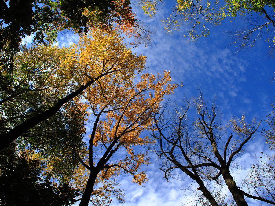Autumn Skyscape Photograph by Frank Romeo