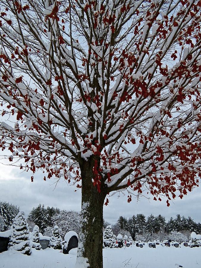 Autumn Snow Tree Photograph by MTBobbins Photography