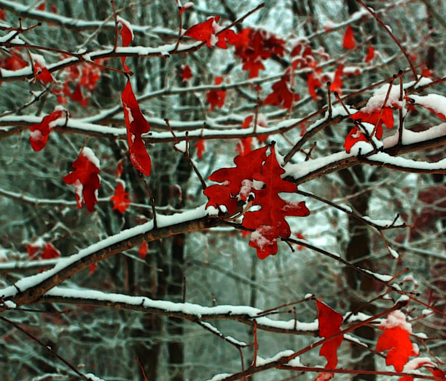 Autumn Snows Photograph by William Rockwell