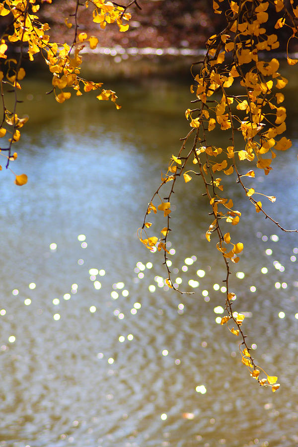 Fall Photograph - Autumn Sparkle by Karen Wagner