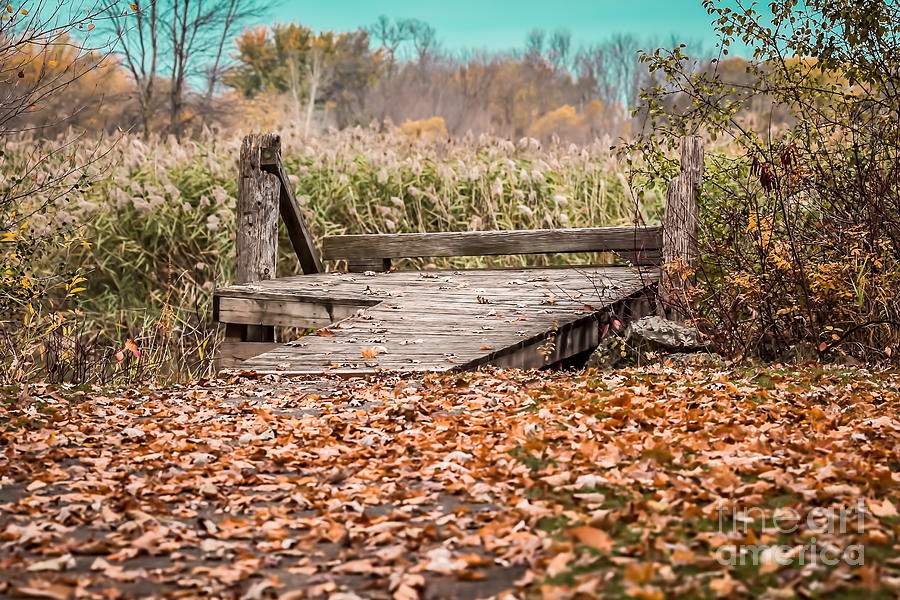 Autumn Splender Photograph by Nikki Vig