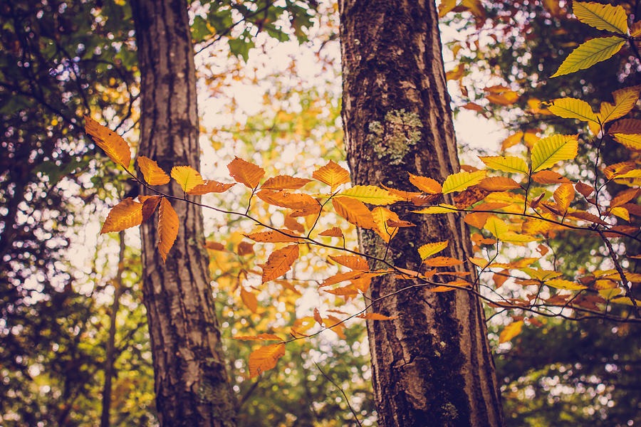 Autumn Spirit Photograph by Sara Frank