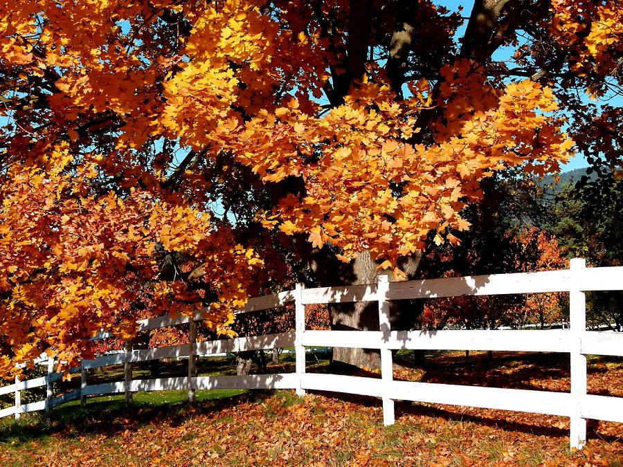 Autumn Splendor 10 Photograph by Will Borden