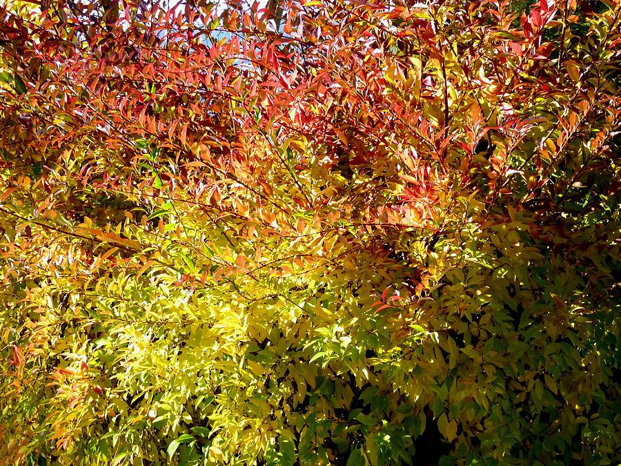 Autumn Splendor 12 Photograph by Will Borden