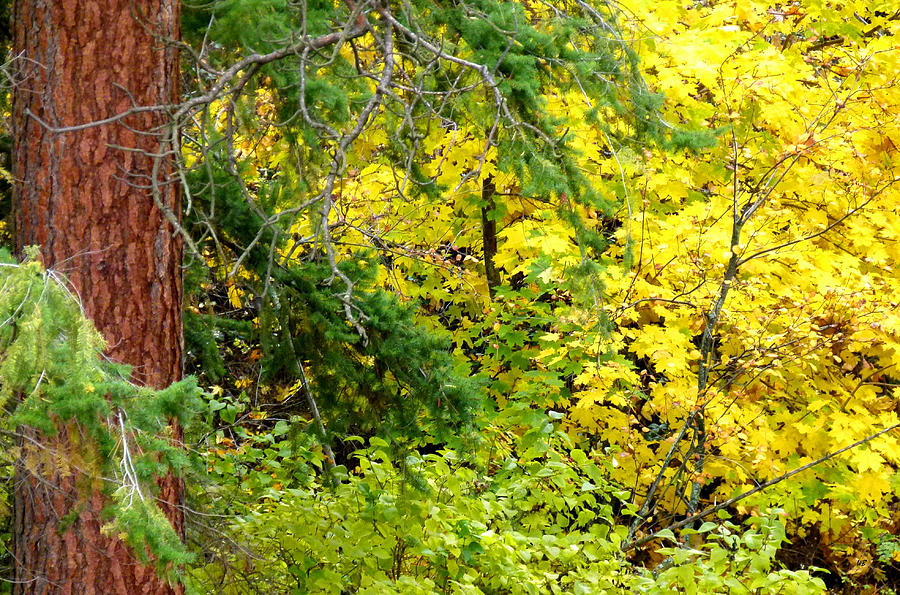 Autumn Splendor 14  Photograph by Will Borden