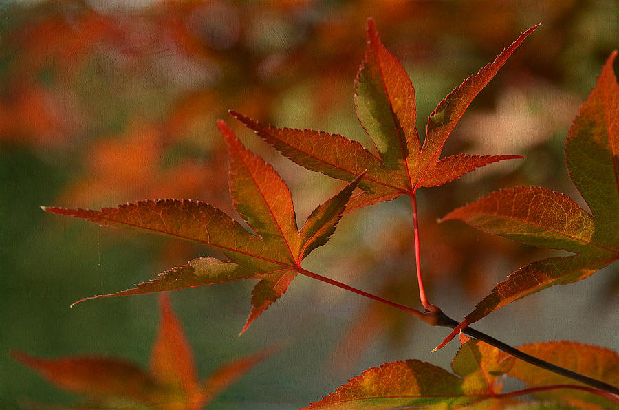 Autumn Splendor 2 Photograph by Fraida Gutovich