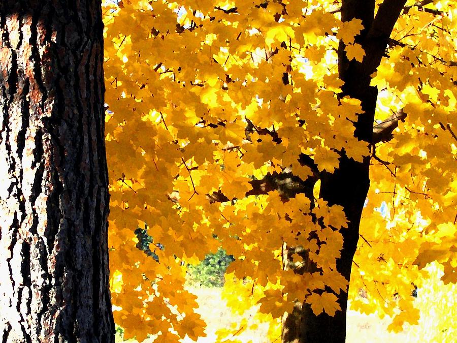 Autumn Splendor 2 Digital Art by Will Borden
