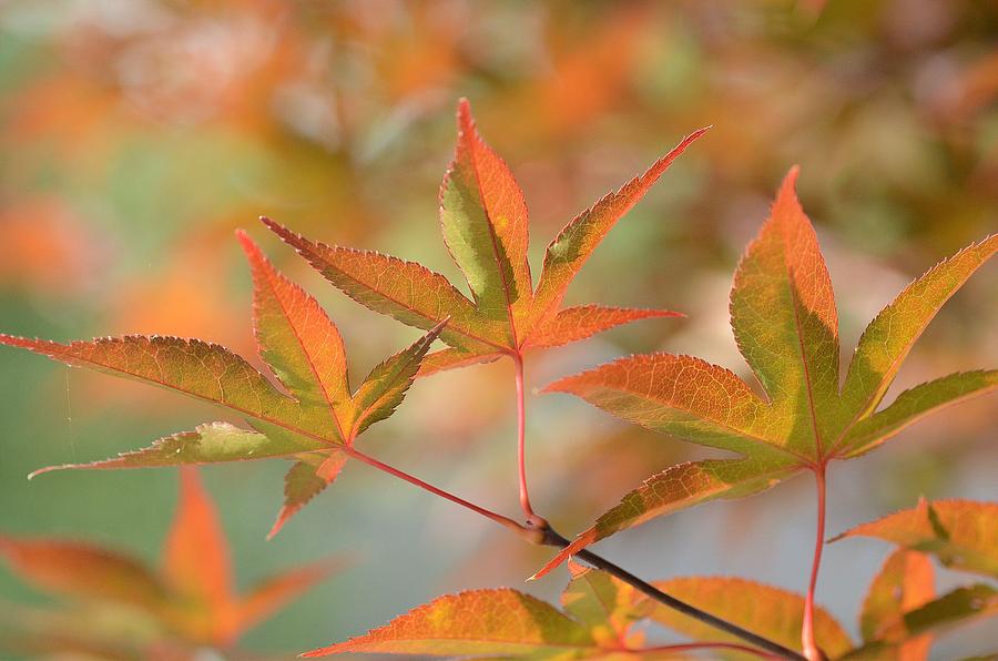 Autumn Splendor 3 Photograph by Fraida Gutovich