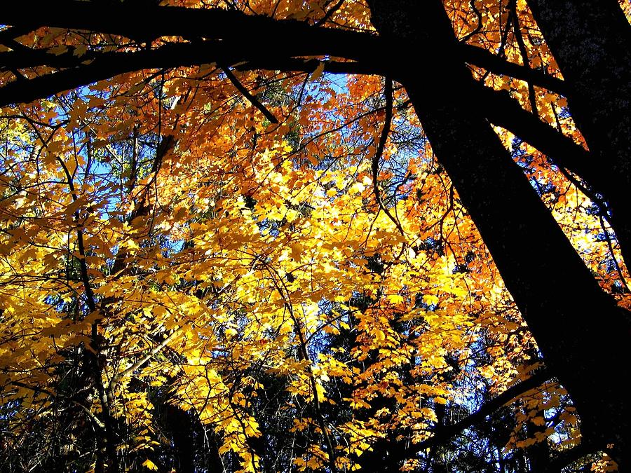 Autumn Splendor 3 Photograph by Will Borden
