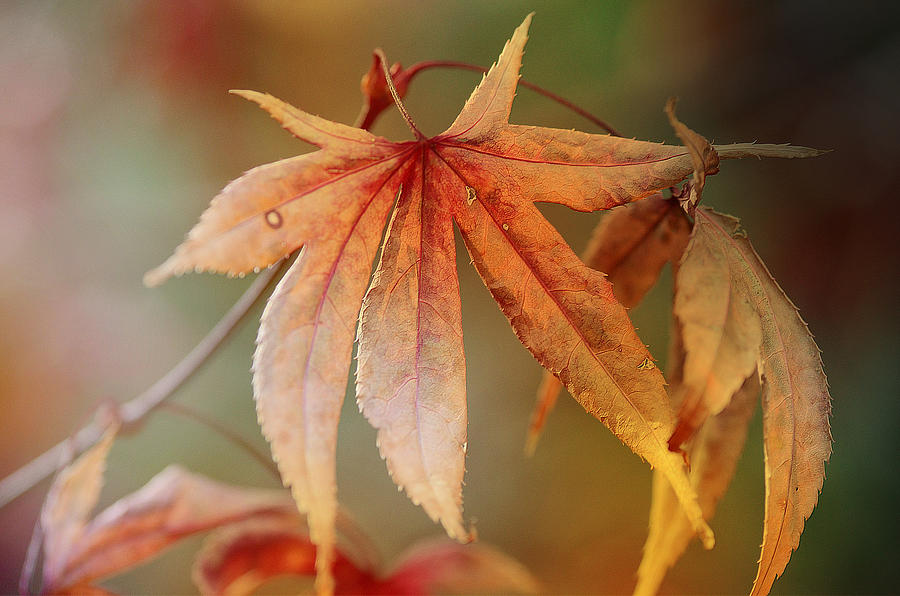 Autumn Splendor 4 Photograph by Fraida Gutovich