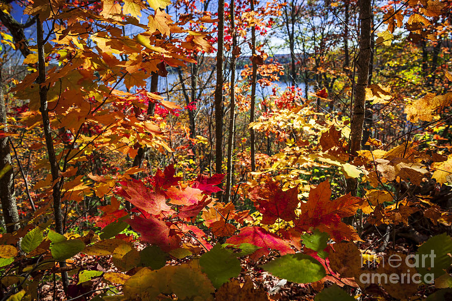 Fall Photograph - Autumn splendor at lake by Elena Elisseeva