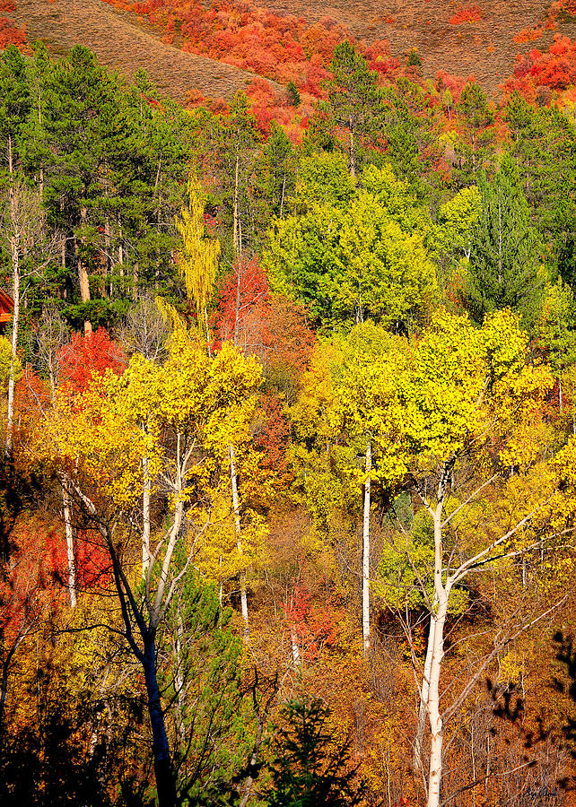 Autumn Splendor Photograph by Greg Norrell