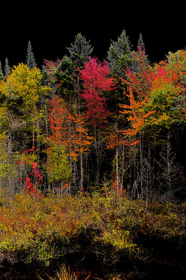Abstract Photograph - Autumn Splendor in the Adirondacks by David Patterson