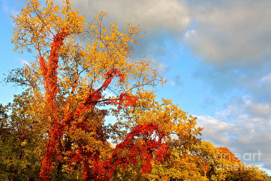 Fall Photograph - Autumn Splendor  by Jay Nodianos