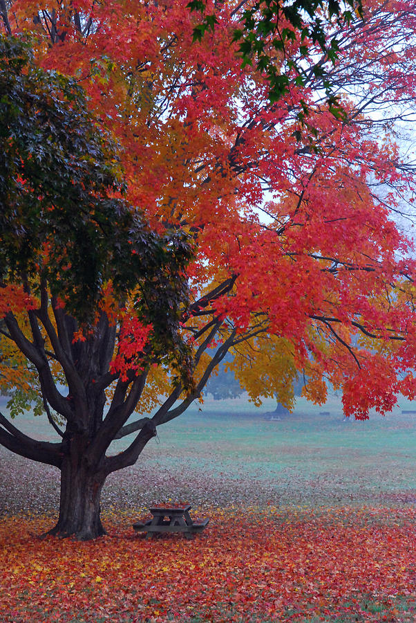 Landscape Photograph - Autumn Splendor by Lisa Phillips