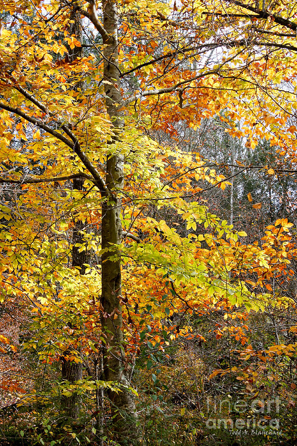 Autumn Splendor Photograph by Todd Blanchard