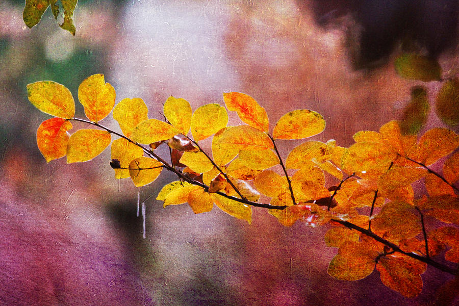 Autumn Splendor Photograph by Trina  Ansel