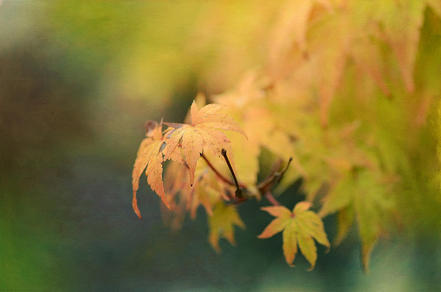 Autumn Splendors 4 Photograph by Fraida Gutovich