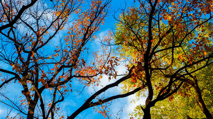 Autumn Splits Colors Photograph