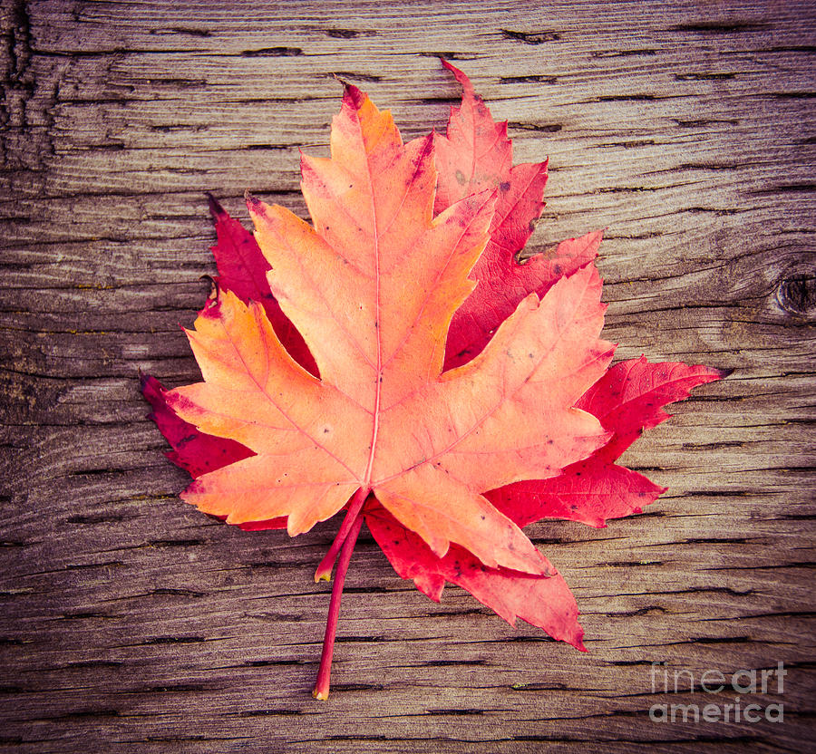 Autumn Square Photograph by Cheryl Baxter