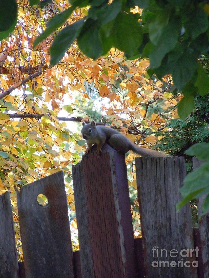 Autumn Squirrel I Photograph by Sonya Chalmers