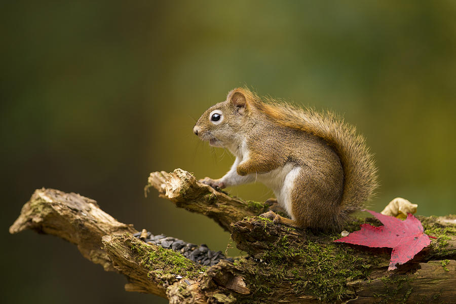 Autumn Squirrel Photograph by Mircea Costina Photography