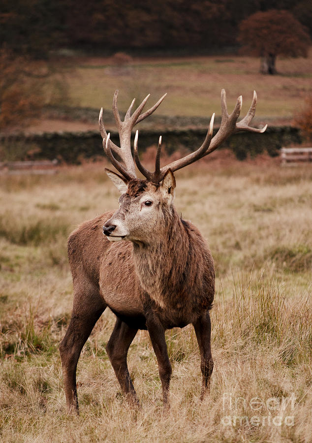 Autumn Stag Photograph by Linsey Williams