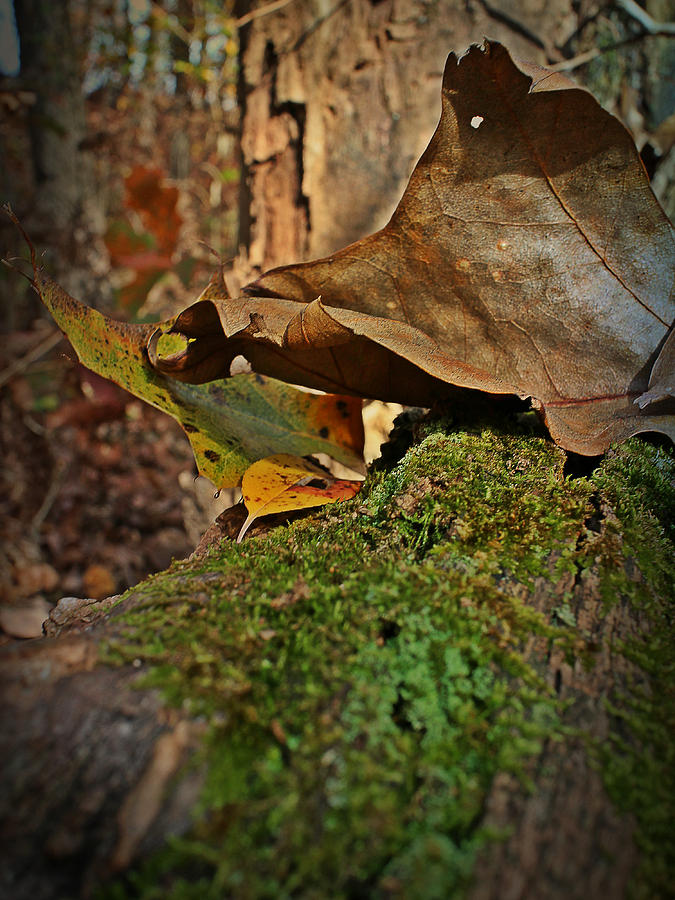 Autumn Still Leaf Photograph by Scott Kingery