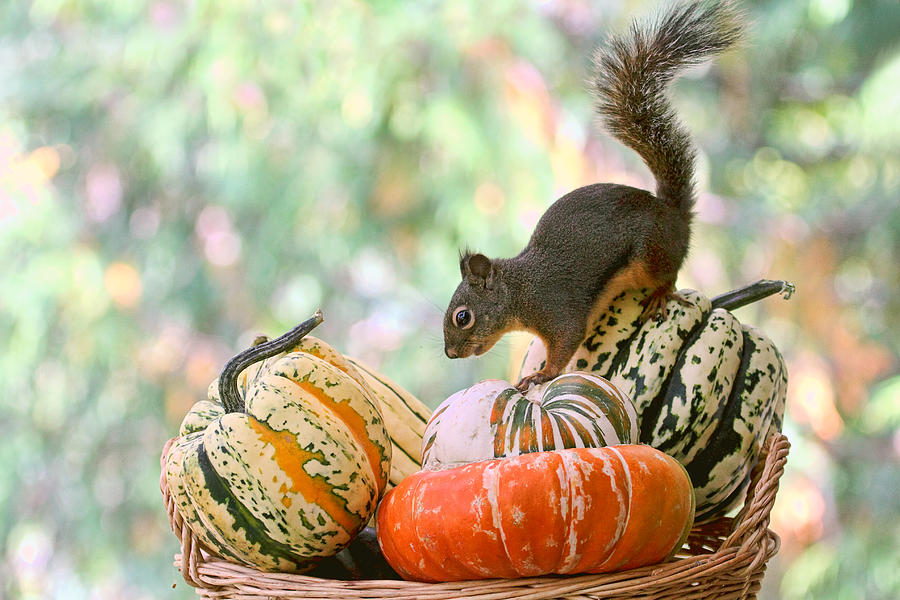 Autumn Still Life with Squirrel Photograph by Peggy Collins