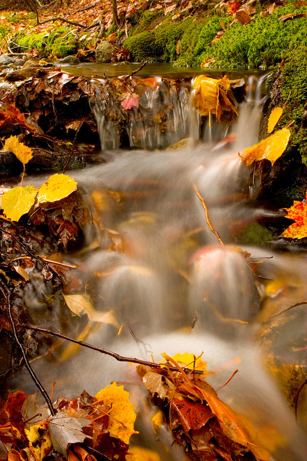Autumn Stream Photograph by Brent L Ander