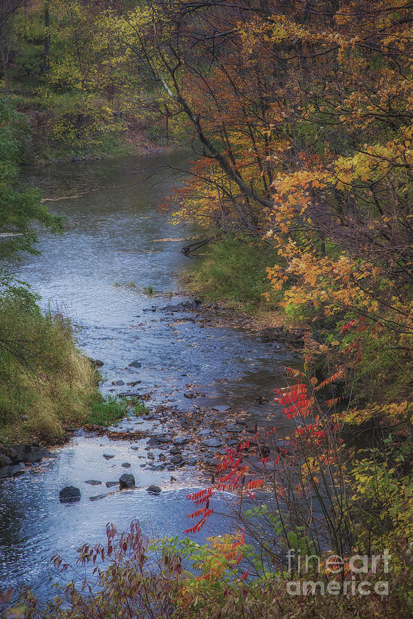 Autumn Stream Photograph by Michele Steffey